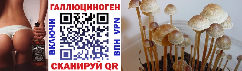 Псилоцибиновые грибы Cubensis Воронеж